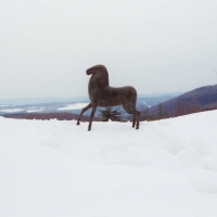 Horse in the Snow