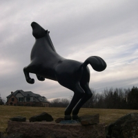 Stallion